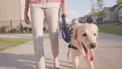 Dog Sticking Tongue While Walking GIF