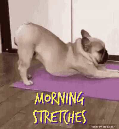 Dog Stretching On Yoga Mat GIF