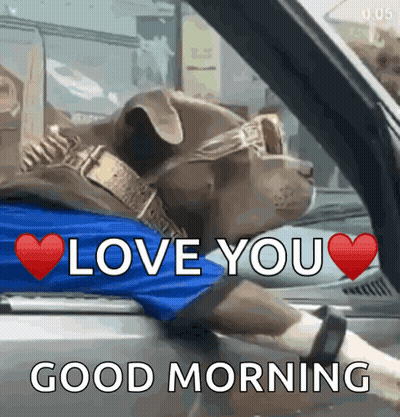 Dog Sunglasses Blue Shirt Driving Says Love You Good Morning GIF