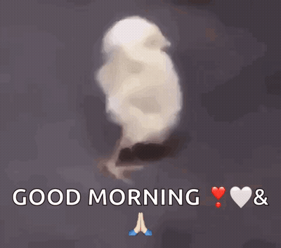Dog Sunglasses Driving Saying Love You Good Morning GIF