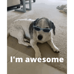 Dog Sunglasses I'm Awesome