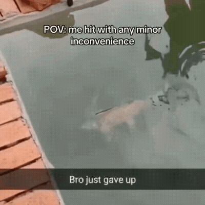 Dog Swimming In Pool With Inconvenience Caption GIF
