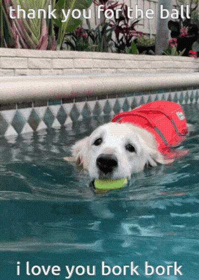 Dog Swimming With Tennis Ball Saying Thank You Bork Bork GIF