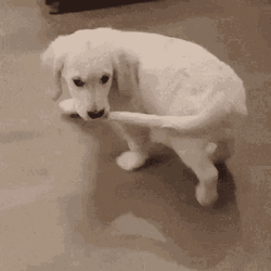 Dog Tail Biting Self