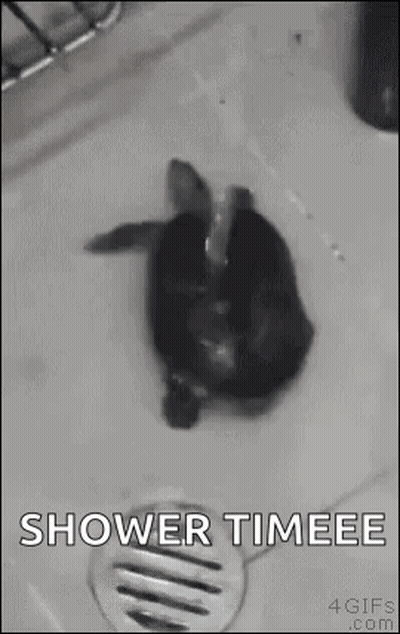 Dog Taking Bath In Sink GIF