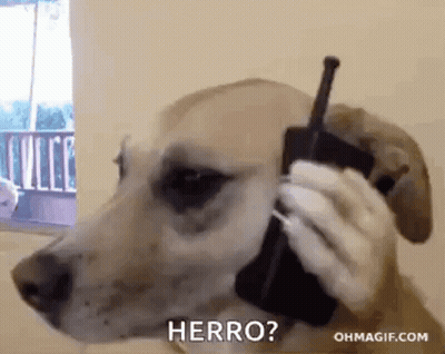 Dog Talking On Cell Phone Saying Herro GIF