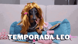 Dog Temporada Leo GIF