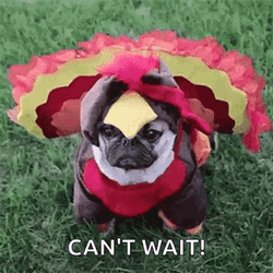 Dog Thanksgiving GIF