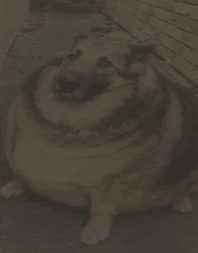 Dog That Looks Like A Turtle GIF