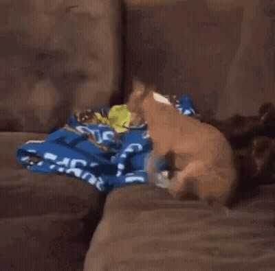 Dog That Looks Like Tiger Next To Couch GIF