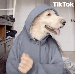 Dog TikTok Dancing GIF