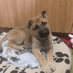 Dog Tilting Head Whatcha Doin? GIF