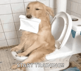 Dog Toilet GIF