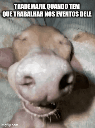 Dog Trademark Quando Tem Que Trabalhar Nos Events Dele GIF