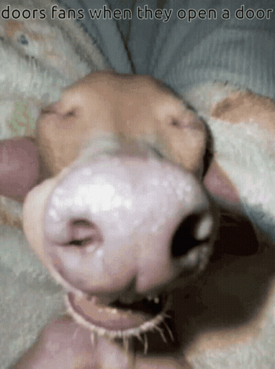 Dog Trademark Quando Tem Que Trabalhar Nos Events Dele GIF