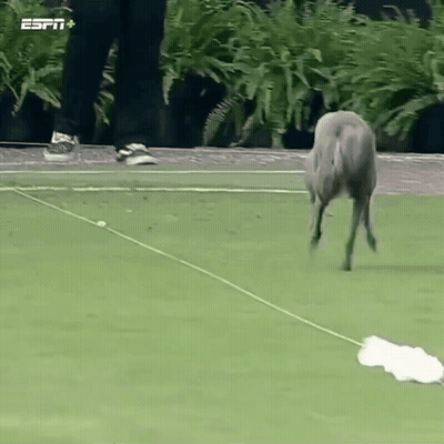 Dog Training With ESPN Logo GIF