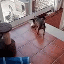Dog Tries To Manage Herding Cats  GIF