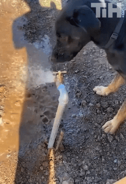 Dog Trying To Bite Spout Of Water GIF