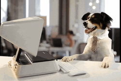 Dog Using Computer Monday Work Meme GIF
