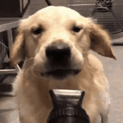 Dog Using Dry Heat Blower GIF