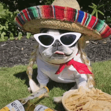 Dog Viva Mexico Celebratiion