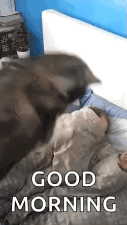 Dog Waking Up Good Morning Meme GIF