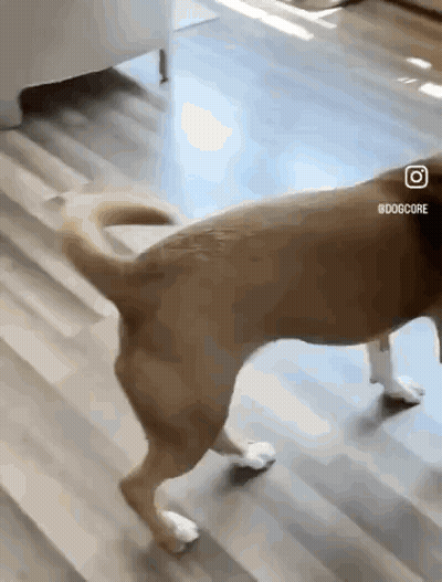 Dog Walking GIF