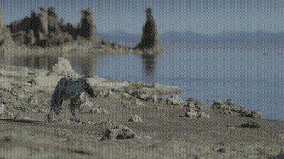 Dog Walking Along Shore Of Water GIF