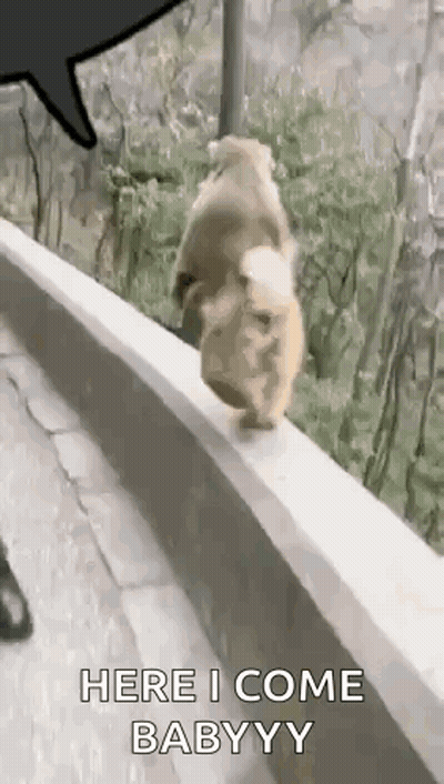 Dog Walking Along Wall Saying Here I Come Babyyy GIF