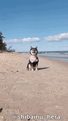 Dog Walking At The Beach GIF