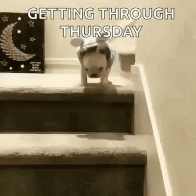 Dog Walking Down Stairs Getting Through Thursday GIF