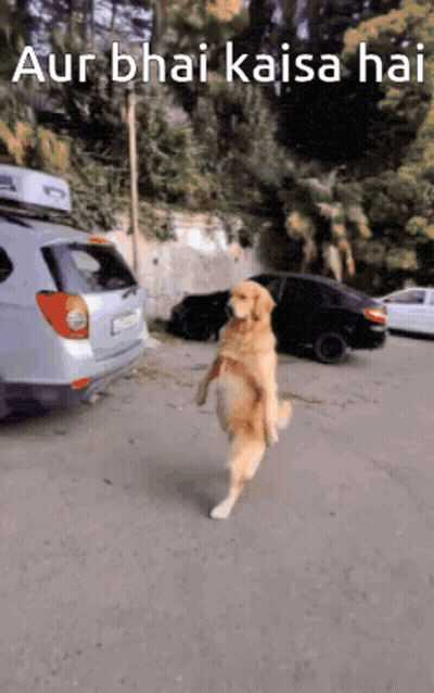 Dog Walking Down Street In Front Of Car GIF