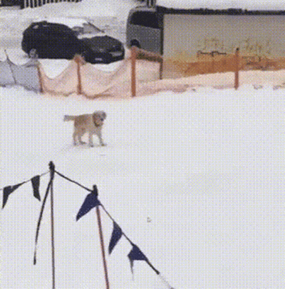 Dog Walking In Snow Near Flags GIF
