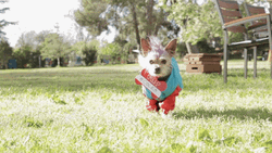Dog Walking Near The Camera GIF