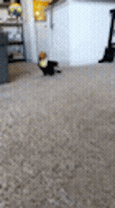 Dog Walking On Carpet GIF