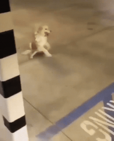 Dog Walking On Hind Legs On Sidewalk GIF