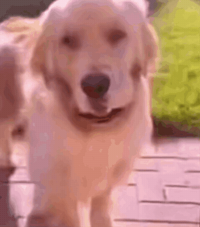 Dog Walking On Sidewalk GIF