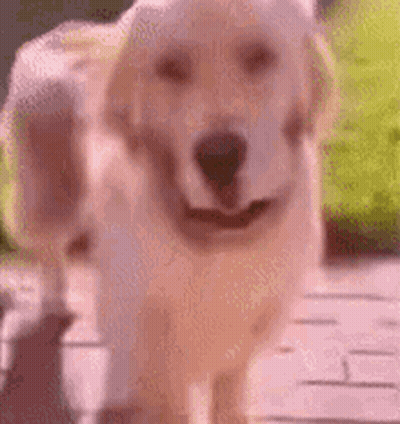 Dog Walking On Sidewalk With Tongue Out GIF