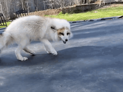 Dog Walking On Trampoline GIF