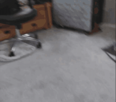 Dog Walking Through Hallway With Door GIF