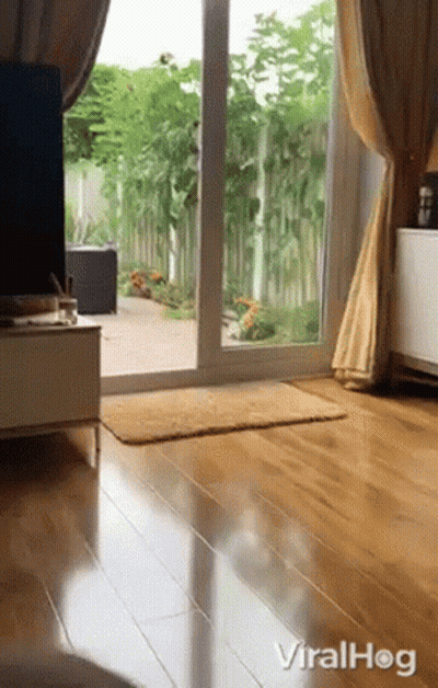 Dog Walking Through Living Room GIF
