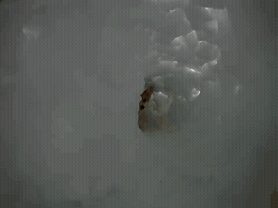 Dog Walking Through Snow Tunnel GIF