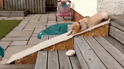 Dog Walking Up Wooden Ramp On Deck GIF