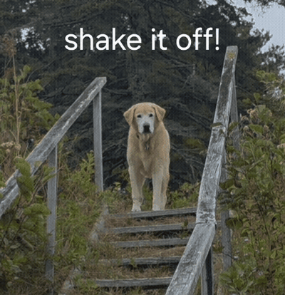 Dog Walking Up Wooden Stairs Saying Shake It Off GIF