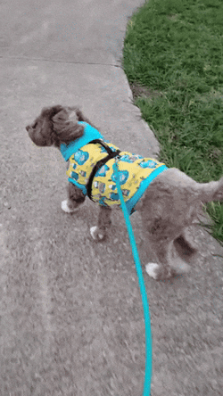 Dog Walking With Leash GIF