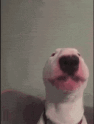 Dog Walter Head Swing GIF