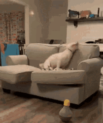 Dog Walter Playing  GIF