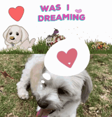 Dog Was I Dreaming