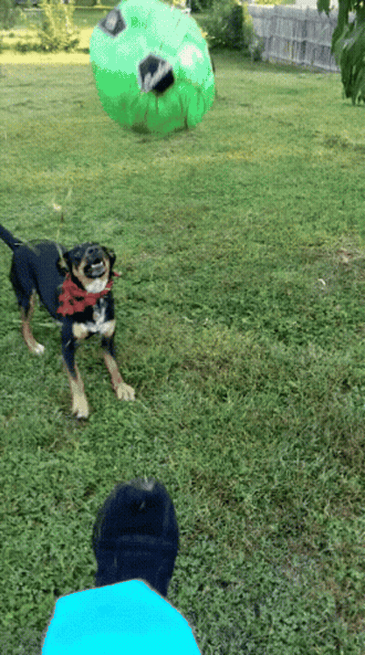 Dog Wearing Bandana Running Towards Green Ball GIF