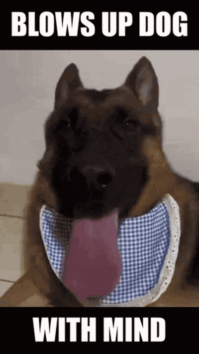 Dog Wearing Bib Blows Up Dog With Mind GIF